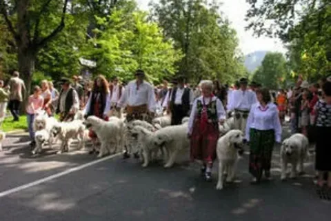 Na Równi Krupowej: Psie piękności