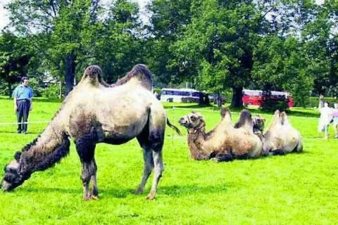 Nawet wielbłądy chodzą dziś po Krupówkach