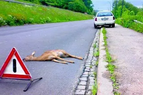 Dzikie zwierzę pod kołami