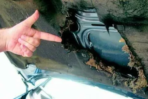 Kuny zjadają samochody