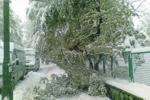Jak usuwać powalone drzewa?