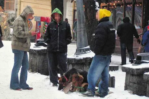 Straż i policja bezradne jak dzieci. Owczarek dalej żebrze