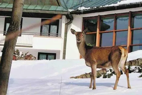 ZAKOPANE. Turyści przy śniadaniu mogą oglądać spore stadko pasących się łań