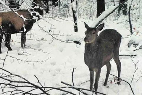ZAKOPANE. Łanie pasą się w centrum miasta. Nie powinniśmy ich dokarmiać
