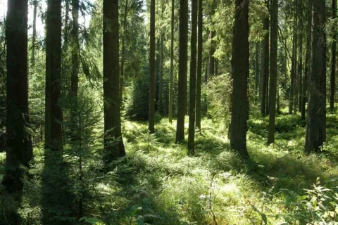 Tajemnicze zwłoki pod Krokwią