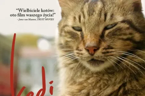 Kinowy Międzynarodowy Dzień Kota