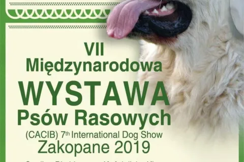 VII Międzynarodowa Wystawa Psów Rasowych w Zakopanem