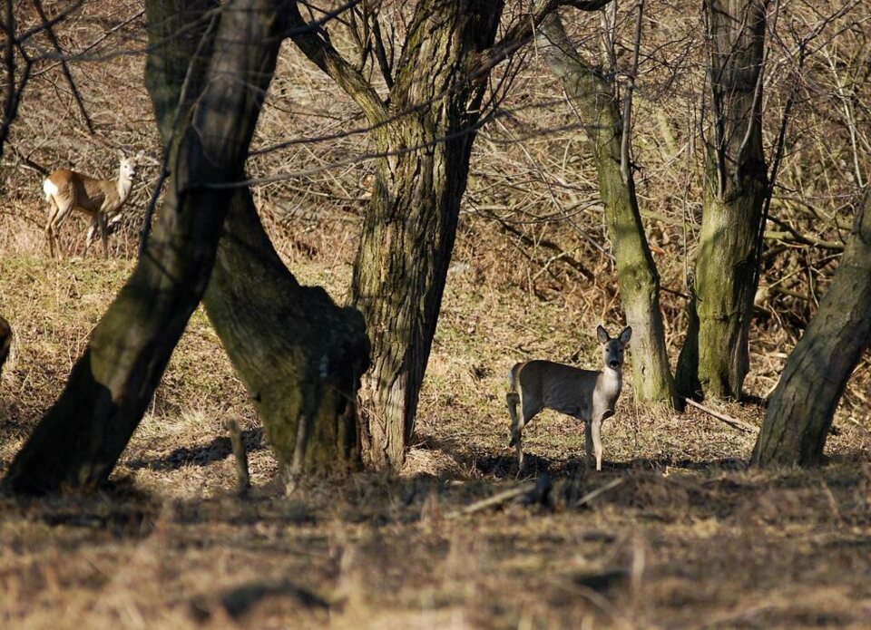 Sarenki na nowotarskich "złączach"_2