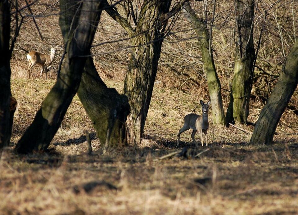 Sarenki na nowotarskich "złączach"_3