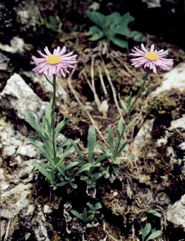 Aster alpejski - aster w Dolinie Kościeliskiej
