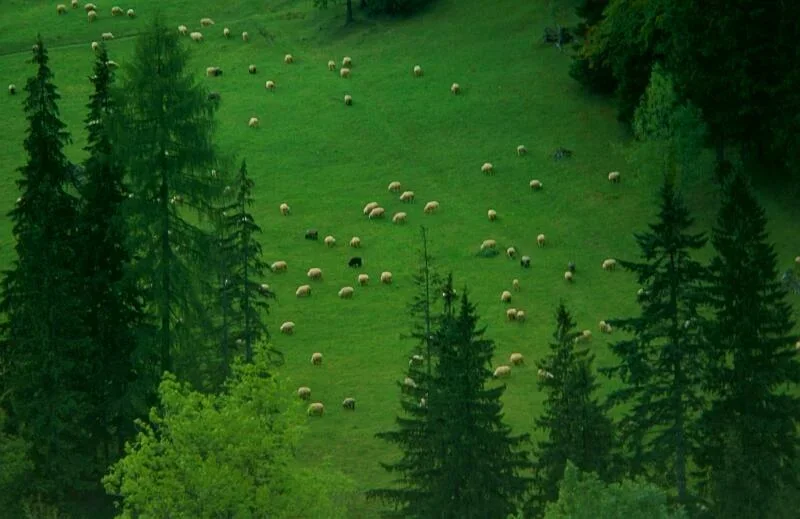 Widok z Nosala