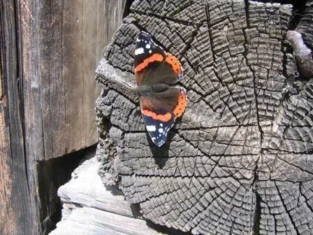 Motyl w Chochołowskiej