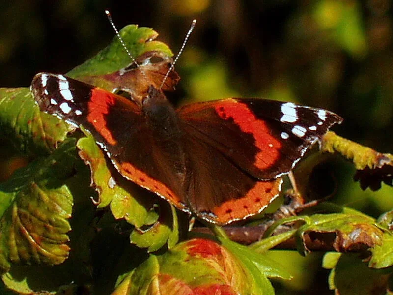 Motyl-przyjaciel