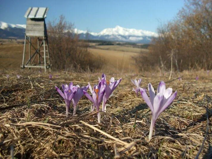 safrany na Horici