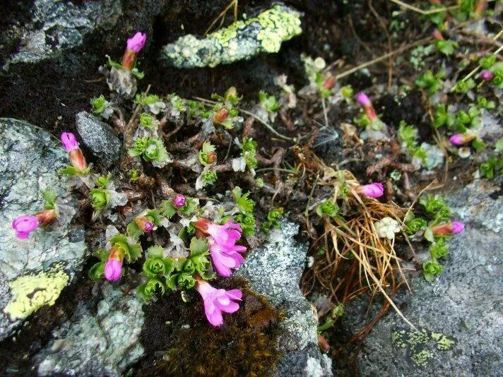 Pod Placlivym sedlom