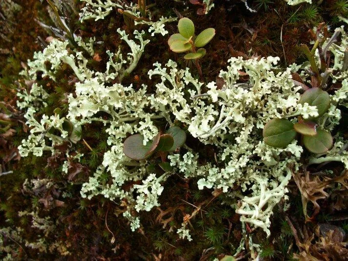 Pod Skalkou