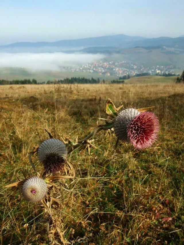 Na Panskom pod Ostrym