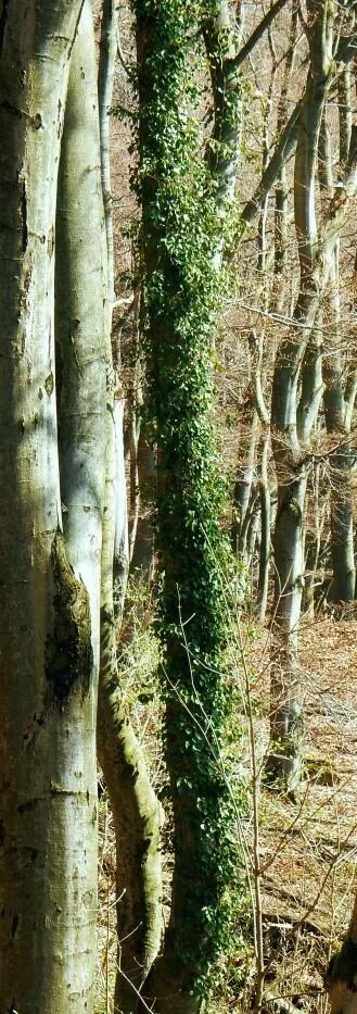 Prirodna rezervacia Sulovske skaly Sulovske vrchy