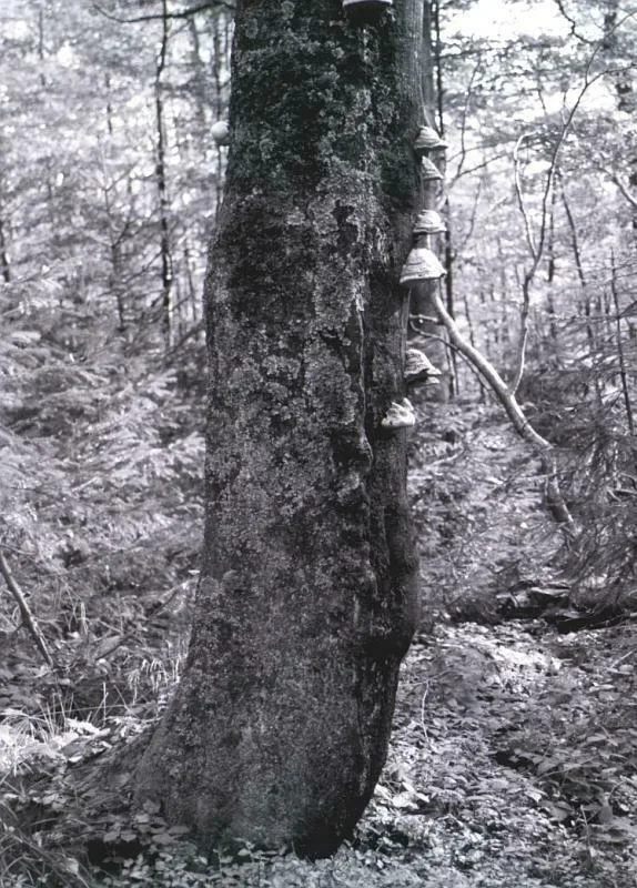 Beskid Sądecki