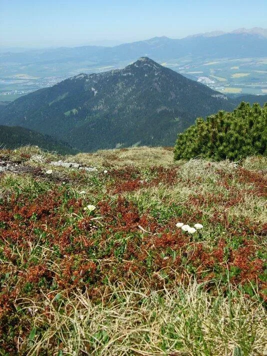 na Krakovej holi Poludnica Zapadne Tatry
