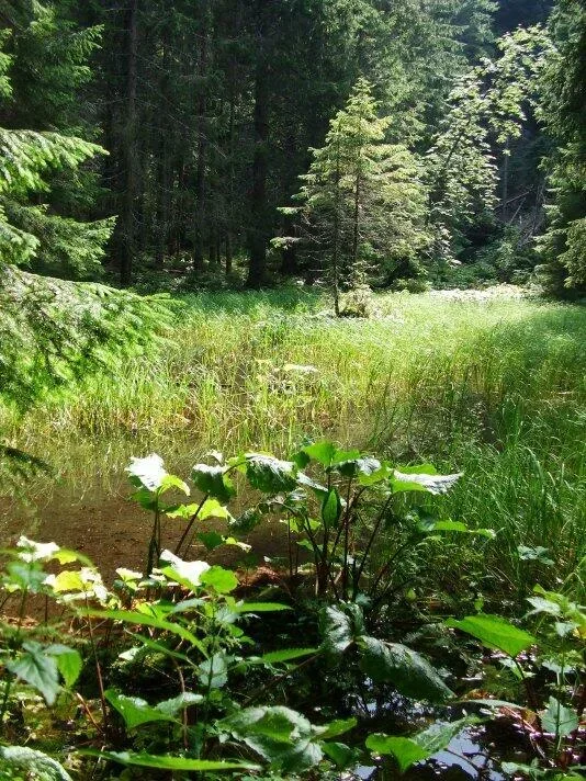 Mlacky pod Prednym Smrekovym chrbtom Jamnicka dolina