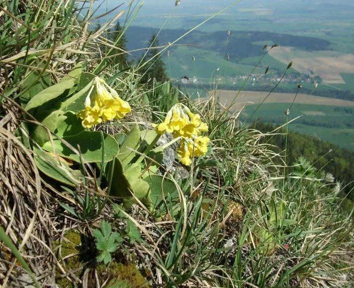 na Prosecnom juzna vyhliadka prvosienka hola