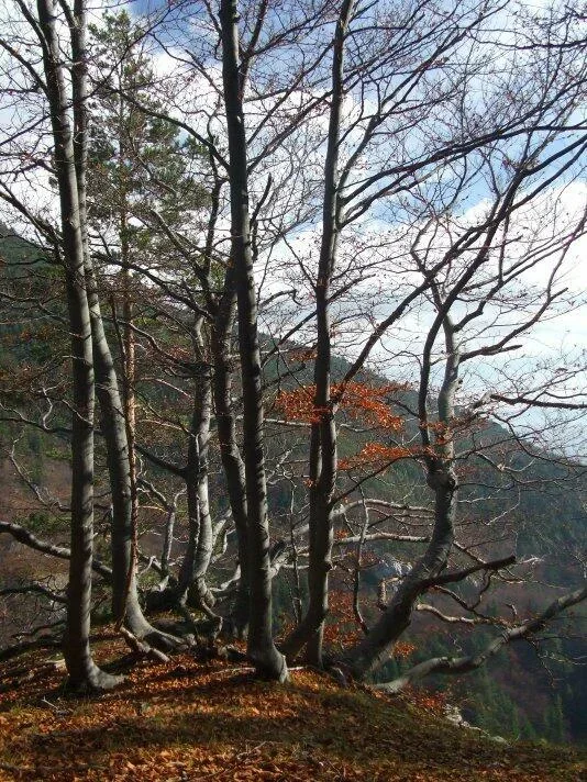 Prosiecka dolina