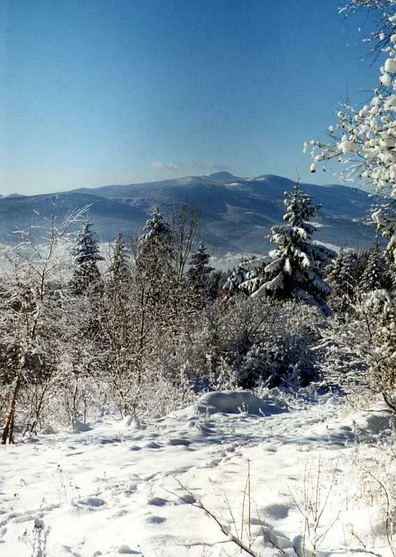 Śnieżna choina