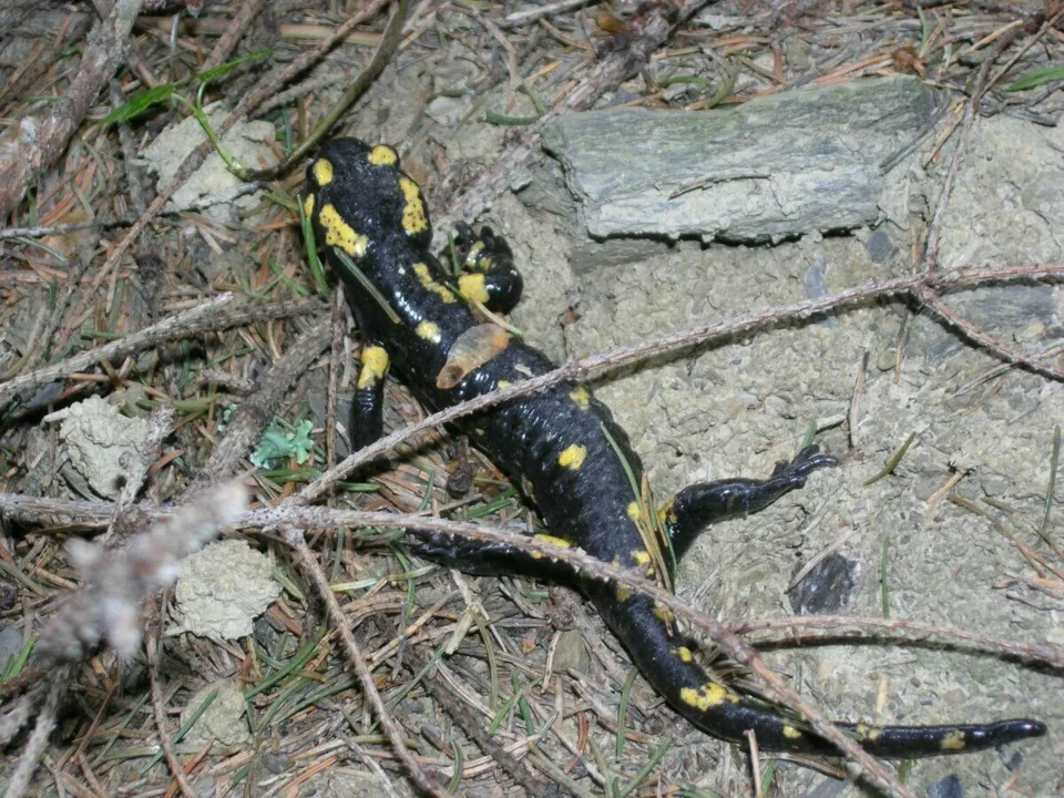 Salamandra plamista