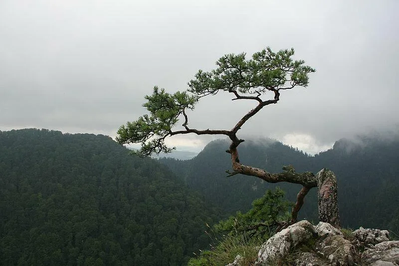 Sokolica