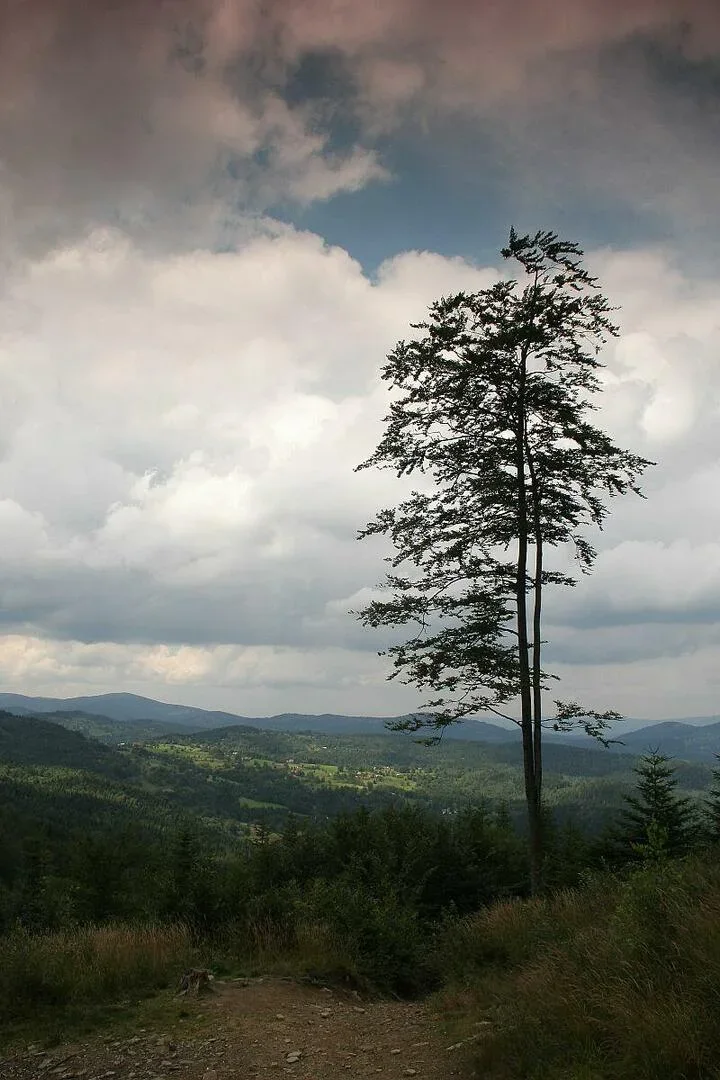 Drzewo w drodze na Halę Krupową - Beskid Żywiecki