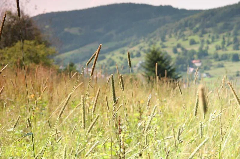 Beskid Makowski w Skomielnej Czarnej