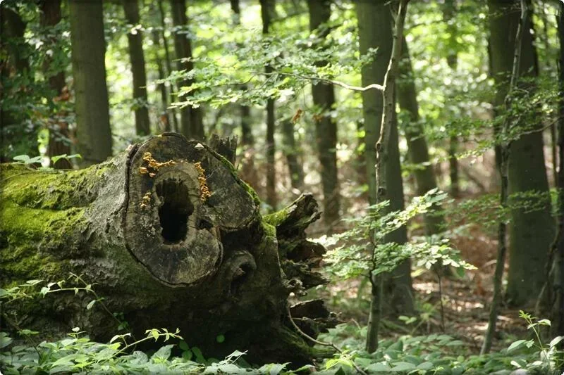 W lasach Beskidu Sądeckiego