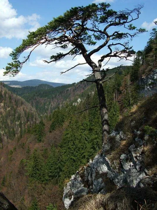 Kvacianska dolina pod Kvacianskym Ostrym vrchom
