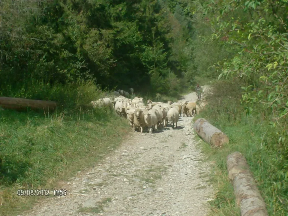 Pieniny