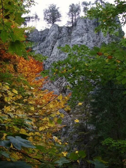 V Borovianskej tiesnave