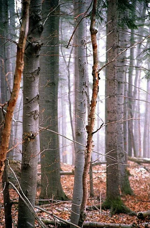 Impresja przyroda