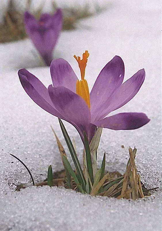 Krokus (szafran spiski)