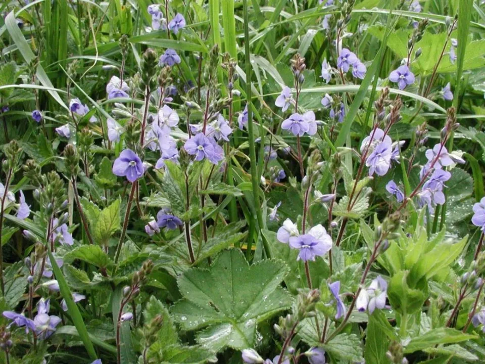 Przyroda