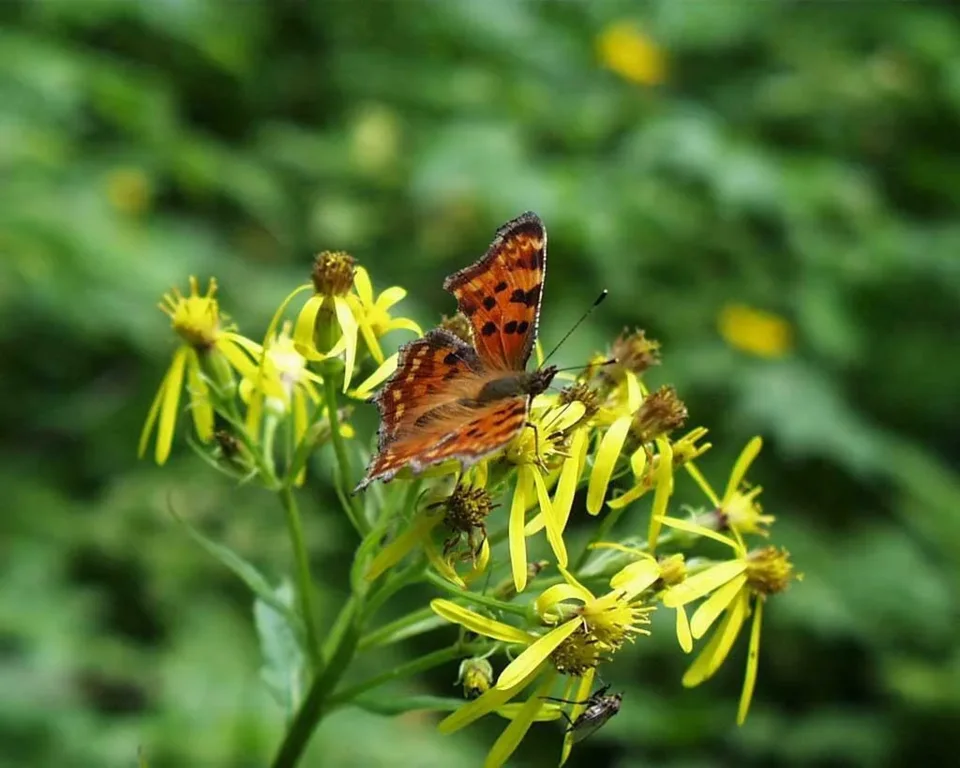 Góralski motyl