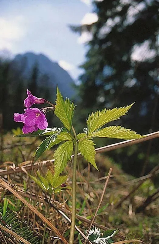 Dolina Strążyska z żywcem gruczołowatym i widokiem na Giewont