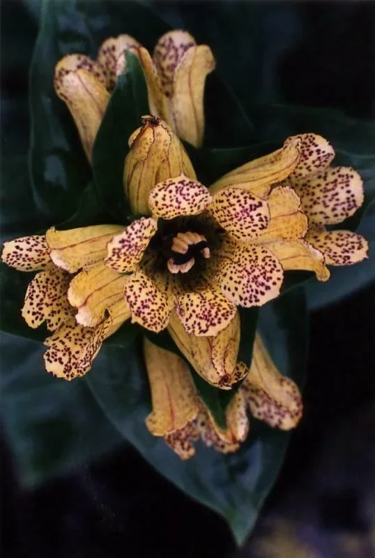 Goryczka kropkowana