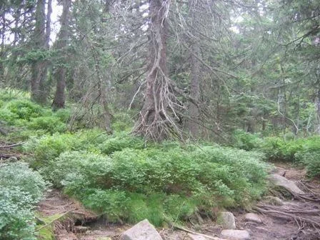 Las Gąsienicowy