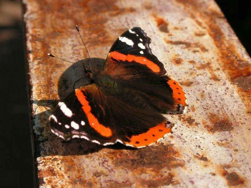 motyl