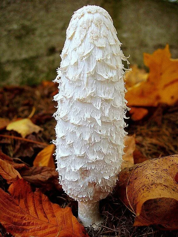 Czernidłak kołpakowaty (potocznie sowa)