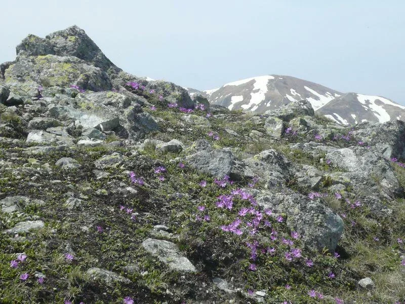 wiosna 2008