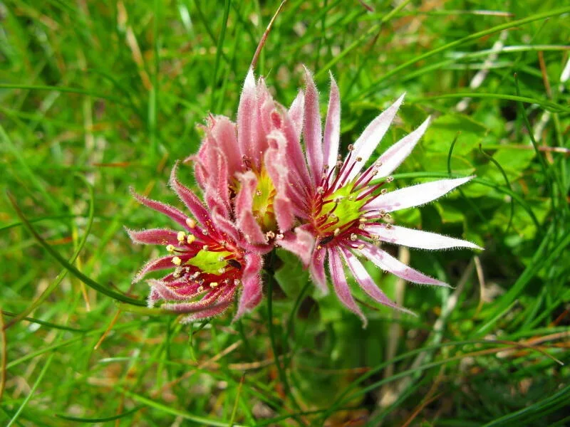 Rojnik Górski Sempervivum montanum