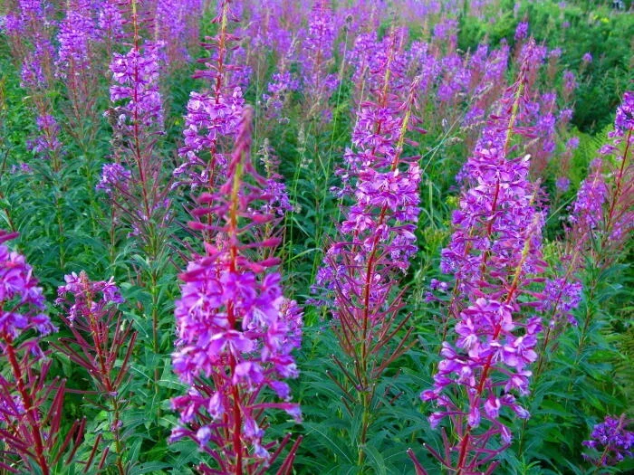 Wierzbówka Kiprzyca Chamaenerion angustifolium