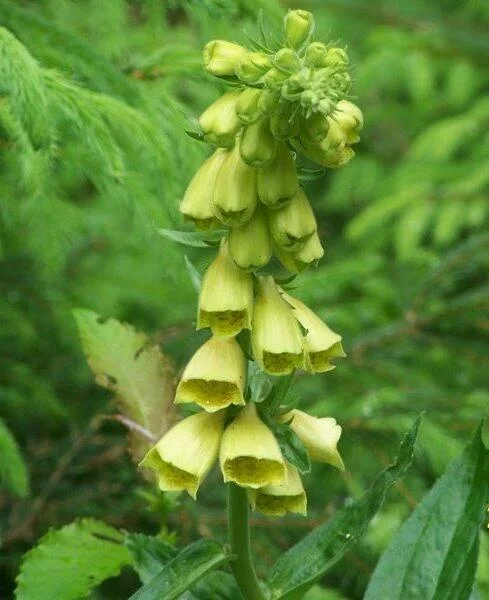 Naparstnica zwyczajna