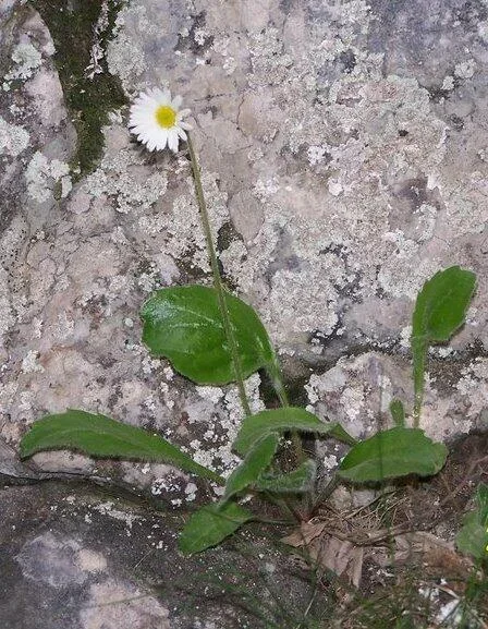 Stokrotnica górska